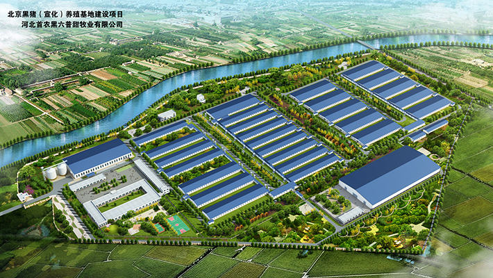 黑猪养殖基地
